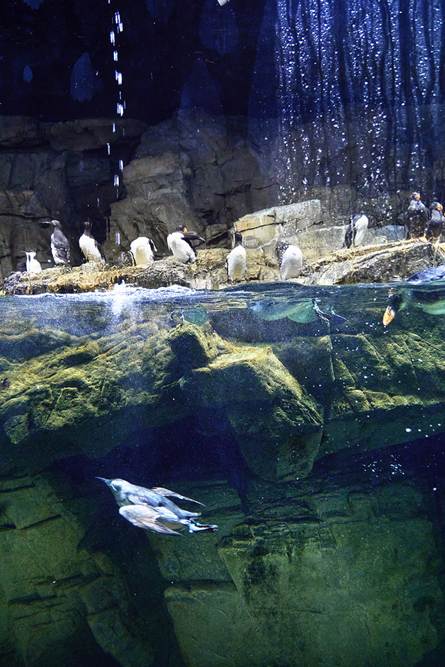 葛西臨海水族園　撮影／横山新一