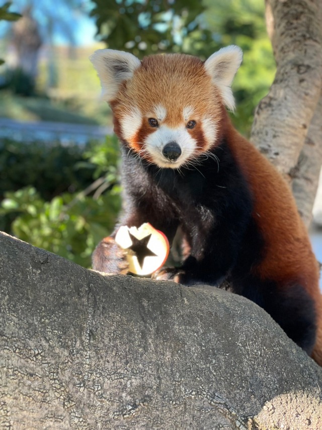 熱川バナナワニ園