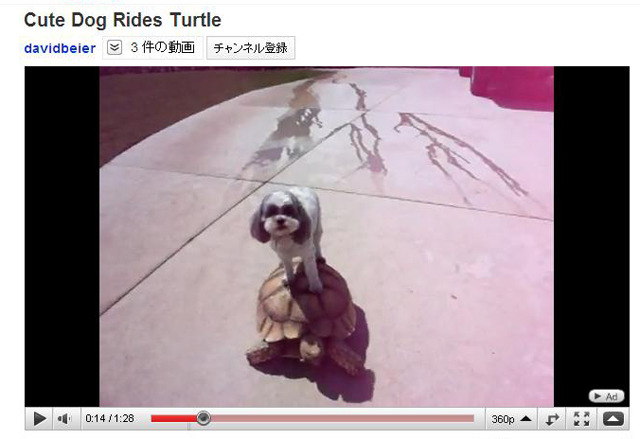 Yahoo!映像トピックス「なぜかカメの上に乗って移動する犬」