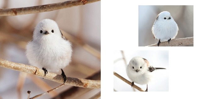 枝に止まるシマエナガ
