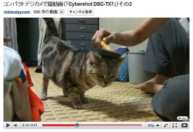 猫動画