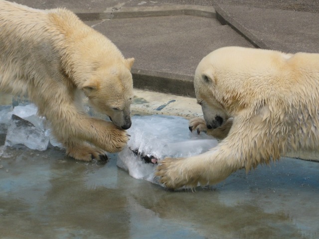 プレゼントされた氷を楽しむ白クマ