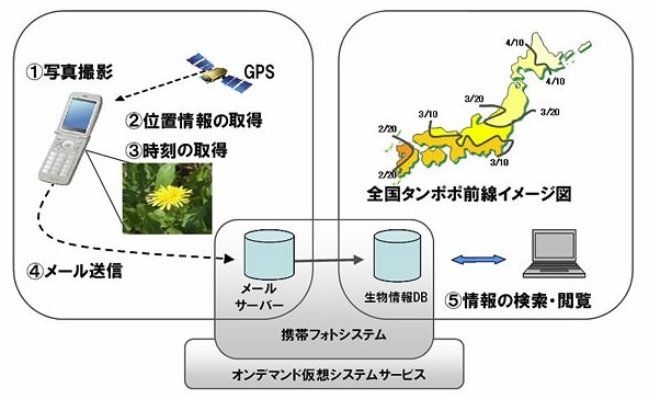 「全国タンポポ前線マップ」のしくみ