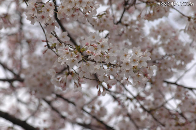 昨年の都内の桜