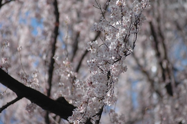 国立市の桜