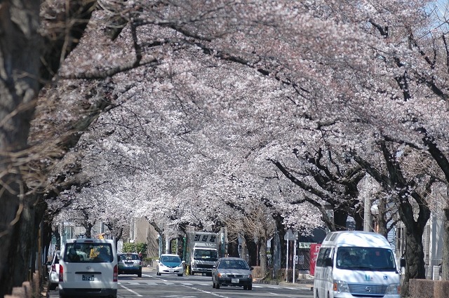 国立市の桜