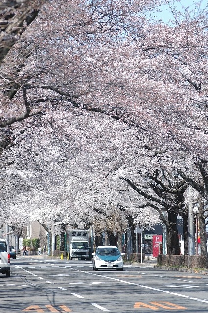 国立市の桜