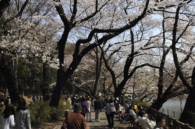 吉祥寺 井の頭公園