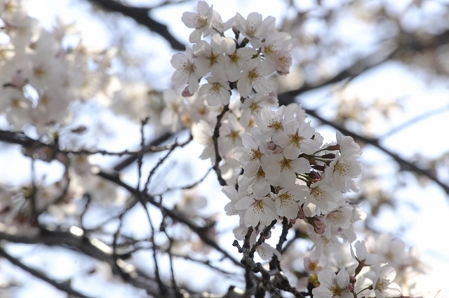 吉祥寺 井の頭公園