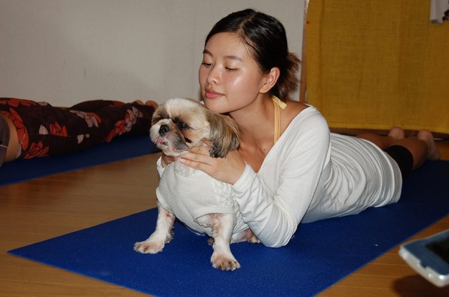 　TEPCOひかりコンテンツサイト“casTY”は、「吉野紗香とドッグヨーガを体験!!」と題して、吉野紗香さんと愛犬のレディちゃん（シーズー）がドッグヨーガを体験する模様を生配信した。