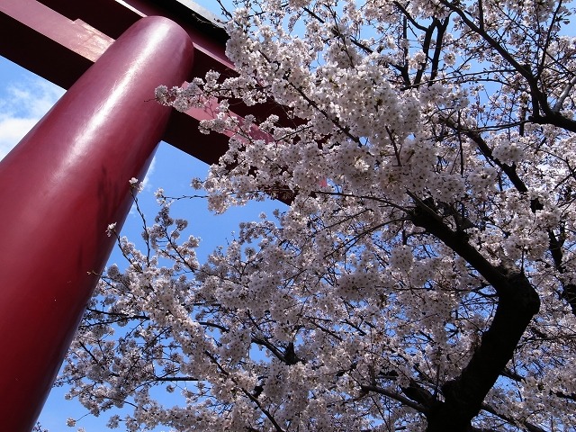 江東区・亀戸天神の桜