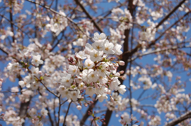 元町公園山手側