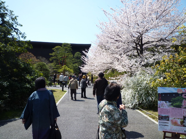 国立劇場前の桜