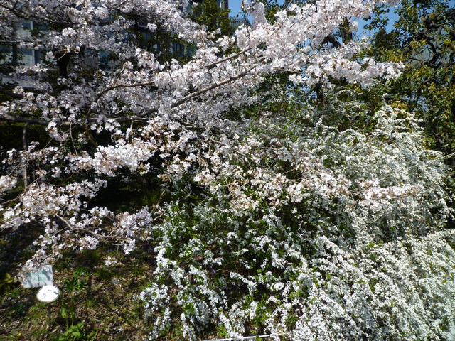 国立劇場前の桜