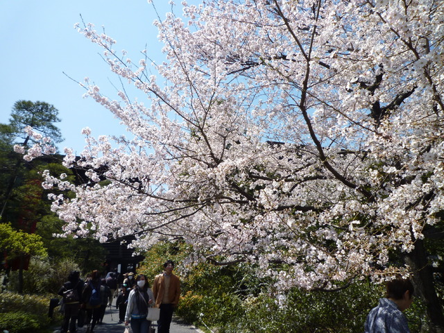 国立劇場前の桜