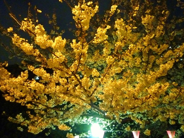 隅田公園の夜桜