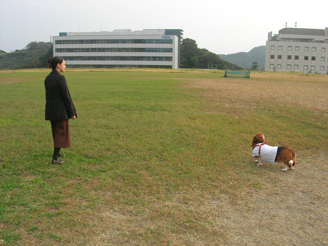 犬種はバセットハウンド。わふわふ