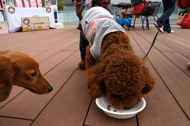 “小型犬専用”の自動販売機、ららぽーと豊洲に登場！……ワンちゃん達の反応は？ 