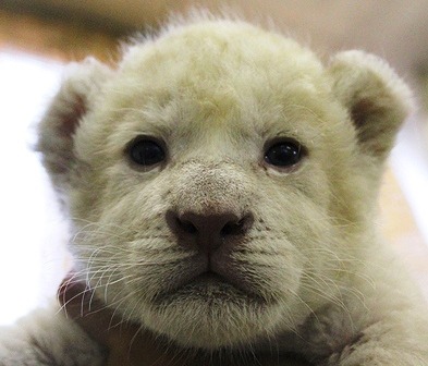 「ホワイトライオン」の赤ちゃん