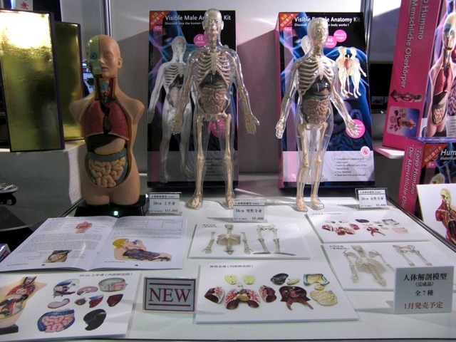 人体解剖模型（童友社）。1月発売予定