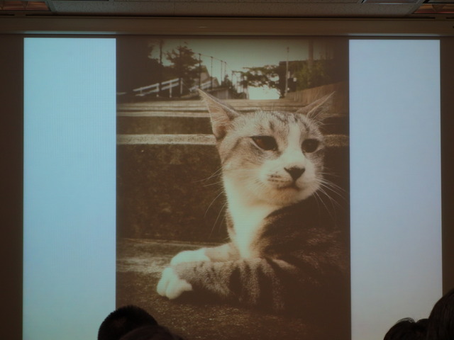 三井氏がiPhoneで撮影した猫