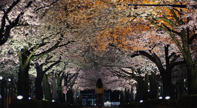 『桜並木の満開の下に』 -(C) 2012『桜並木の満開の下に』製作委員会