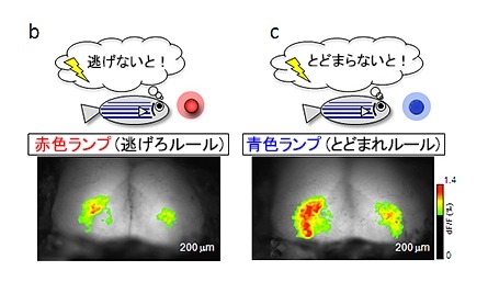 2つの異なる神経活動パターン