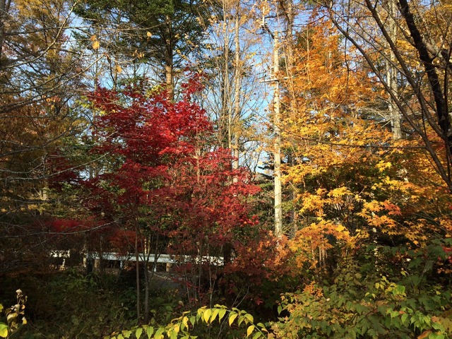 筆者が住んでいる軽井沢。紅葉のシーズンももうすぐ終わり、本格的な冬に突入していく