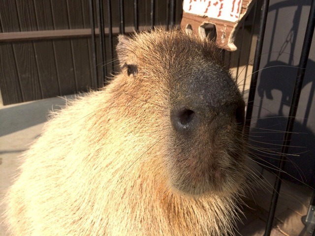 長崎バイオパーク モミジ