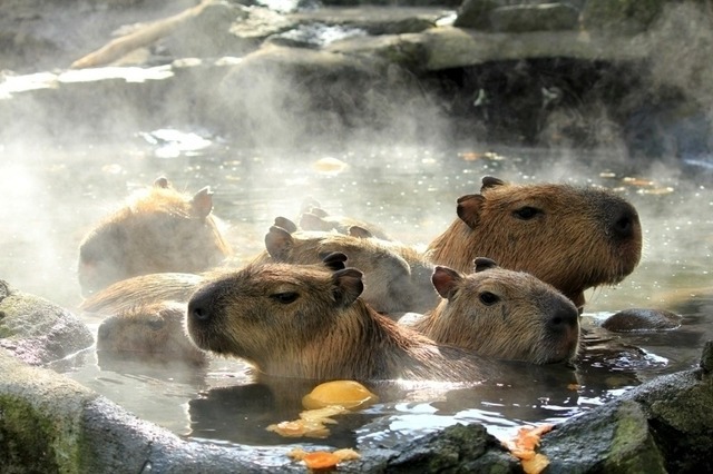 元祖カピバラの露天風呂（伊豆シャボテン公園）