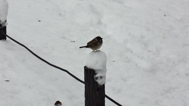 首都圏の雪（2月8～9日）