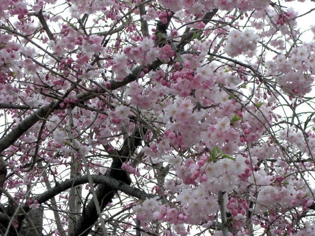 桜（2013年）