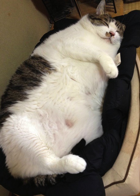 マミタスにそっくりで賞