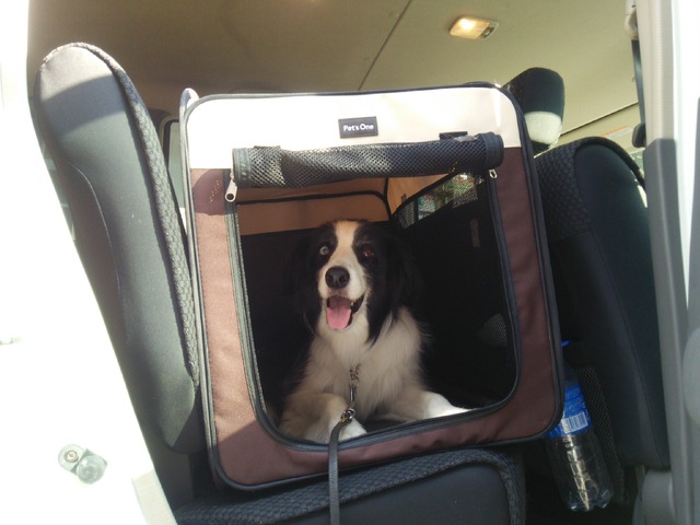 ドライブの時、愛犬は後部座席に固定したキャリーケースに入れる