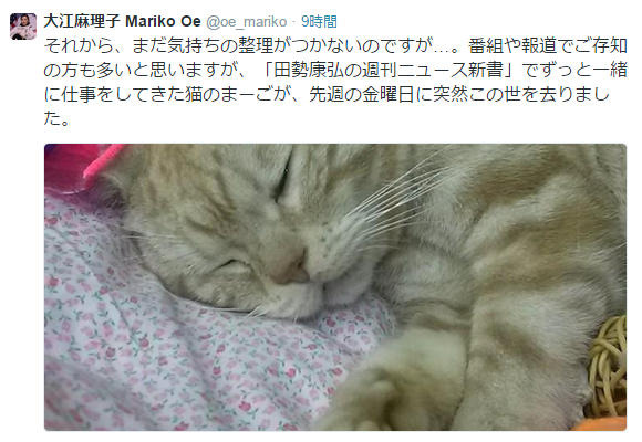 大江アナ、マスコット猫「まーご」訃報に「私たち番組スタッフの心の支えでした」