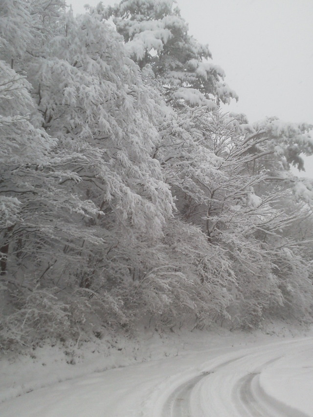 12月5日、大雪に見舞われた徳島県名東郡佐那河内村の様子（ウェザーニューズより）