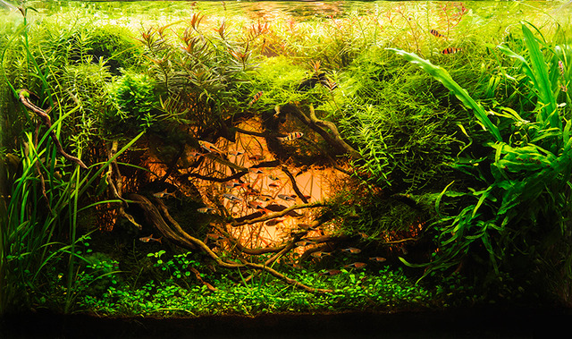 Beautiful Aquascape