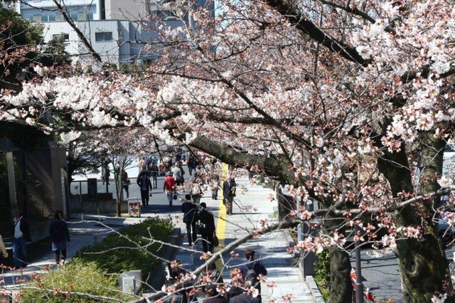 千鳥ヶ淵緑道の桜