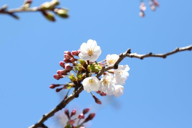 千鳥ヶ淵緑道の桜