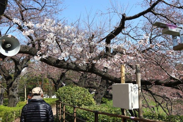 千鳥ヶ淵緑道の桜