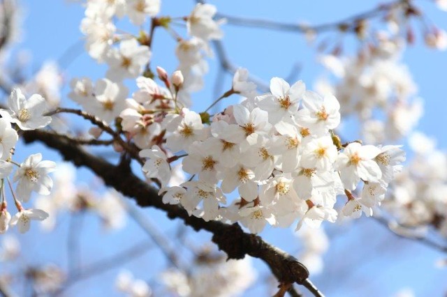 千鳥ヶ淵緑道の桜