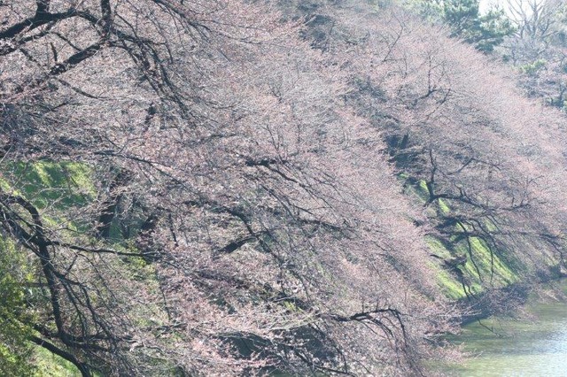 27日時点の千鳥ヶ淵緑道の桜