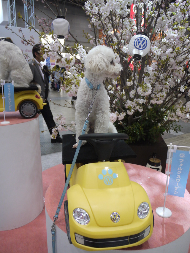 桜をバックに撮影（フォルクスワーゲン）