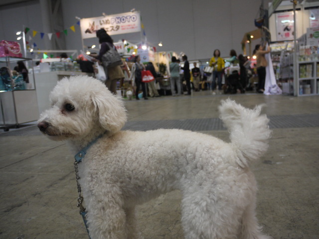 【Interpets 2015 Vol.31】にぎわう会場を動画でチェックする