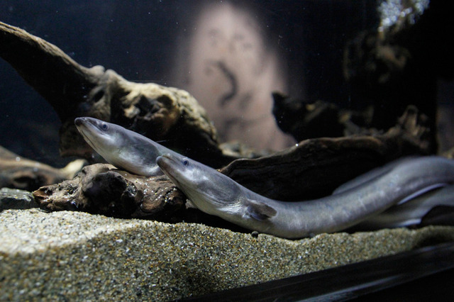 すみだ水族館「ぬるにょろすい」で展示されるニホンウナギ