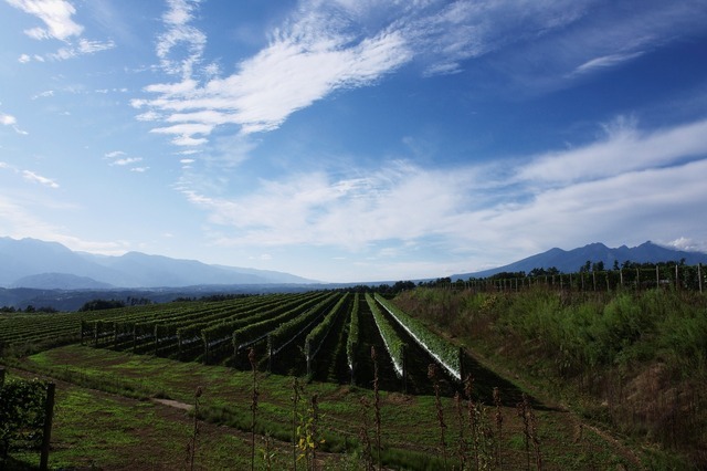 明野町は日照時間に恵まれており、さらに冷涼な土地柄からワイン用の葡萄栽培に向いている
