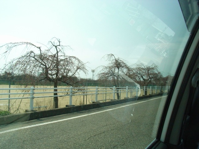 金沢城道中の桜の木