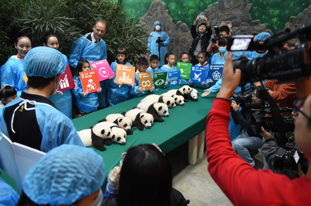 （c）Getty　Images　公開されたパンダの赤ちゃん