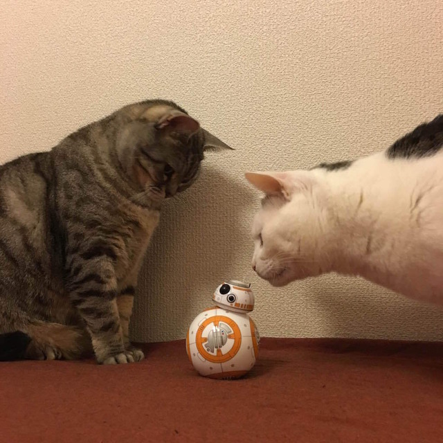「BB-8」がしゃべるとビクビクする猫