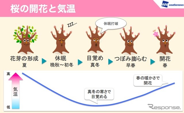 桜の開花と気温